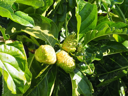 Noni, Great morinda, Beach mulberry photo