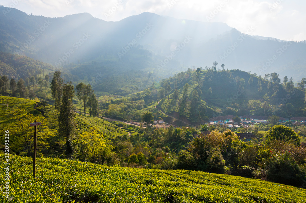 Tea plantations in Munnar mountains