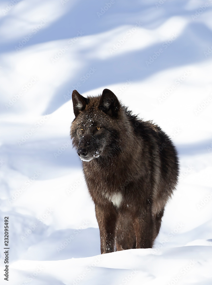 Naklejka premium A lone Black wolf (Canis lupus) isolated on white background walking in the winter snow in Canada