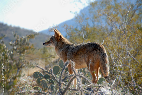 Coyote