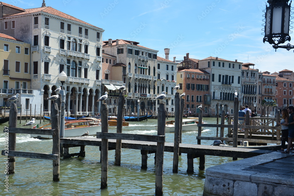Fototapeta premium Seagulls on the Grand Canal in Venice