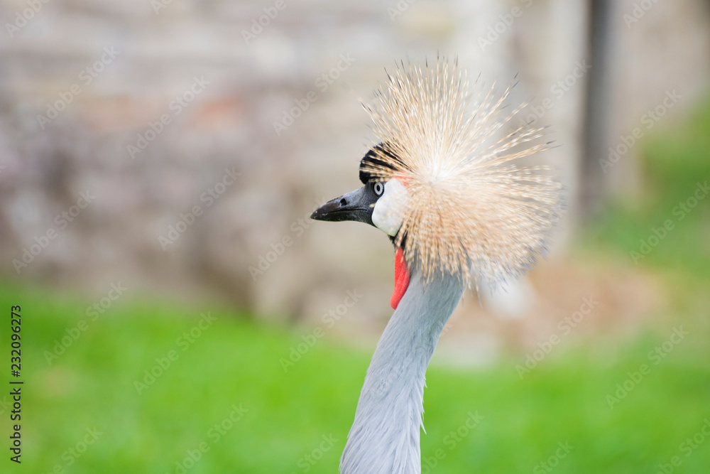 Fototapeta premium Exotic birds , cranes in nature
