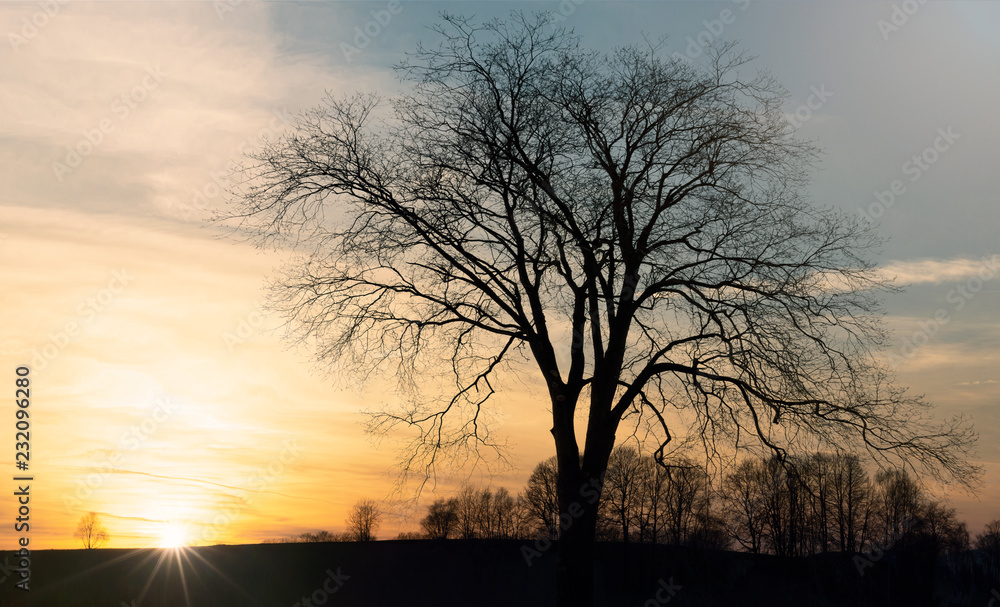 Sillouette eines Baumes im Sonnenuntergang