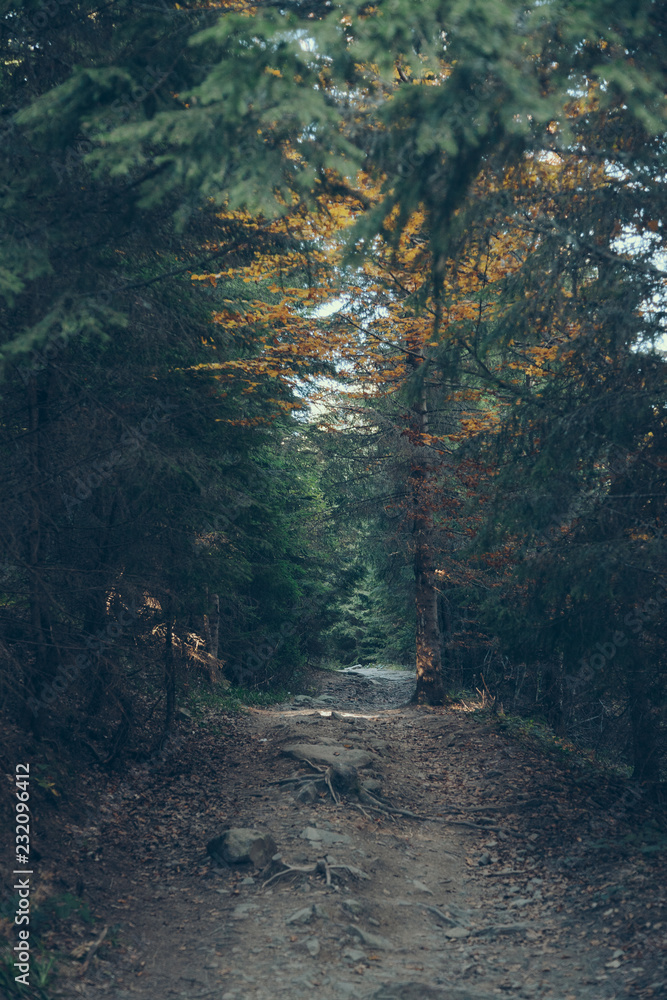 Obraz premium dramatic view of beautiful green forest in Carpathians, Ukraine