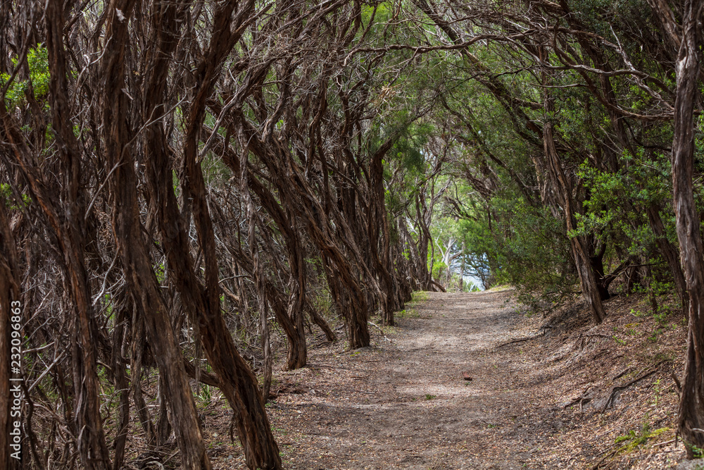 Forested part of the Oberon Bay walking track in Wilsons promontory national park, Victoria, Australia Forested part of the Oberon Bay walking track in Wilsons promontory national park, Victoria, Australia