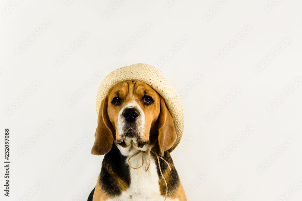 cute and funny beagle dog in hat on the floor