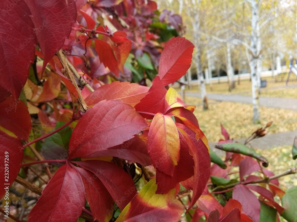 Obraz premium autumn, leaf