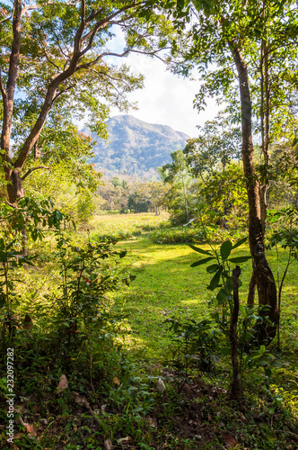 Scenic landscape of Periyar National Park, Thekkady, Kerala, India.
