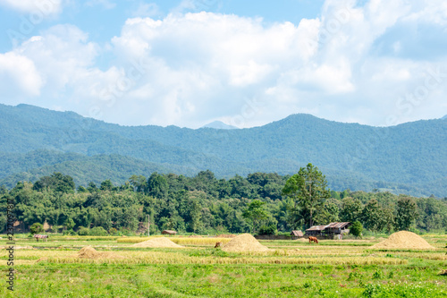Paddy fields in the countryside background mountains and trees.