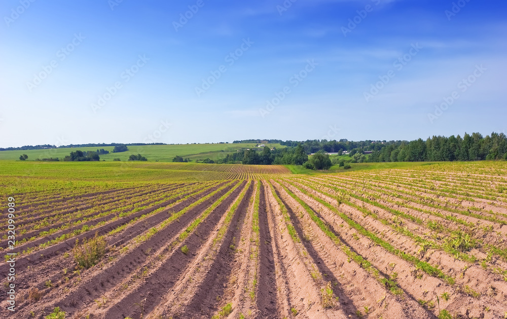 Agriculture in fields of Moscow area.