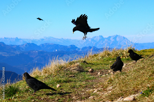 Alpendohle am Hochgrat