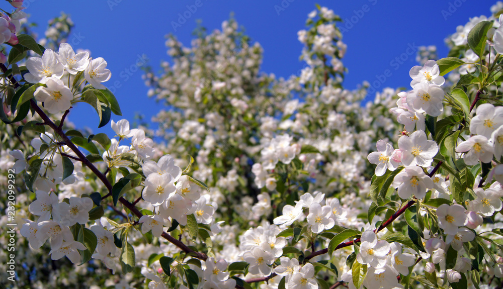 Apple-tree in flowers. Apple-tree in flowers.