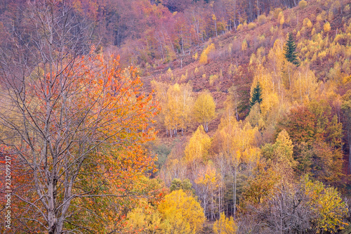 Magic nature of Autumn colors 