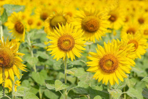 Fototapeta Naklejka Na Ścianę i Meble -  Closeup Beautiful of a Sunflower or Helianthus in Sunflower Field, Bright yellow sunflower Lopburi, Thailand