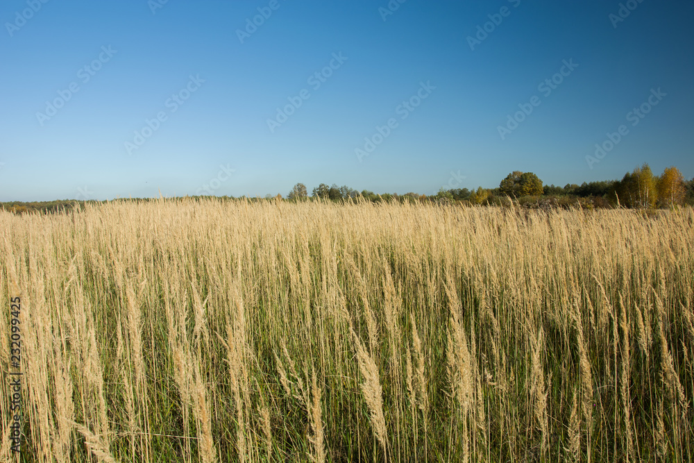 Grass on a wild dry meadow and blue sky Grass on a wild dry meadow and blue sky