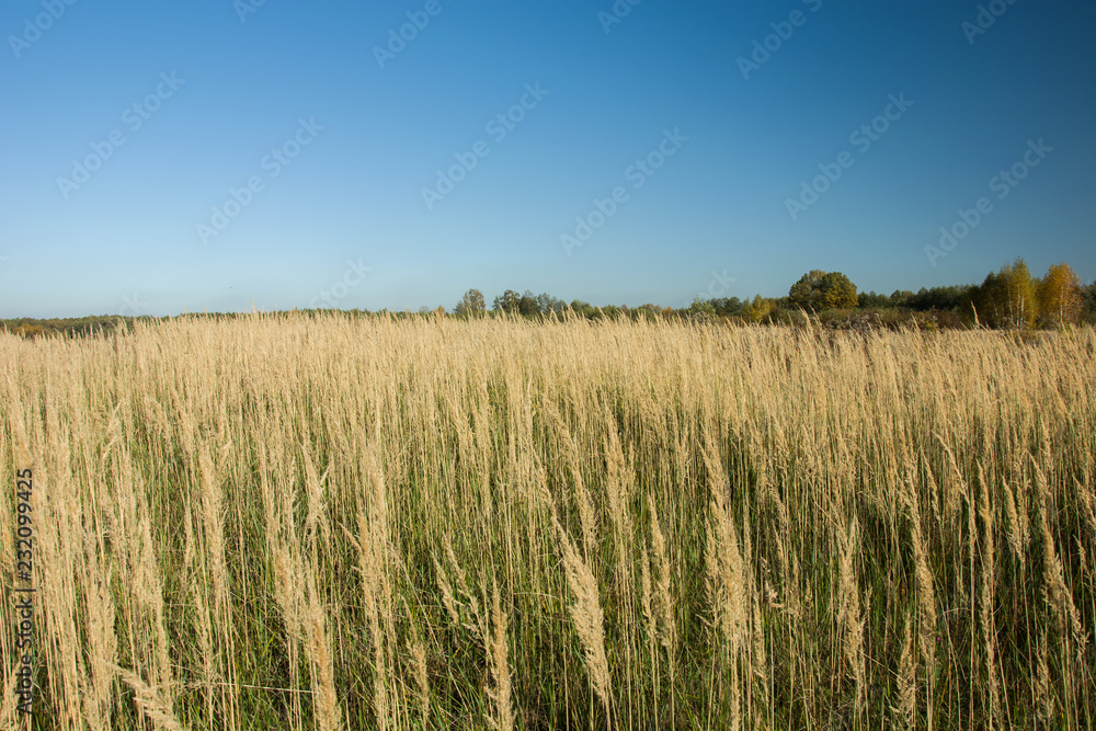 Grass on a wild dry meadow and blue sky