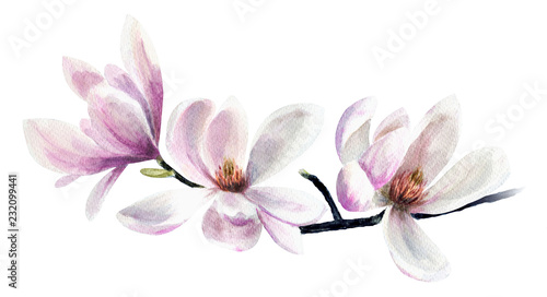 Tender pink magnolias. Hand drawn watercolor