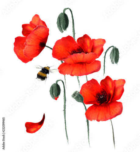 Beautiful red poppies and flying bumblebee. Hand drawn watercolor