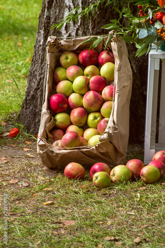 fresh juicy apples stacked in a box