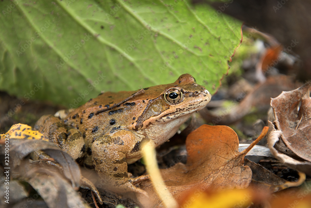 Rana temporaria. Frog frog in the fallen leaves. The sun shines. Rana temporaria. Frog frog in the fallen leaves. The sun shines.
