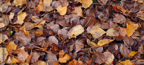 fallen autumn leaves lie on the ground