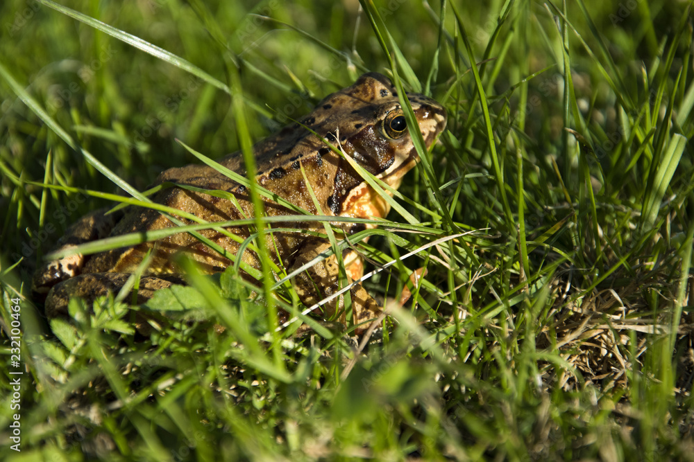 Rana temporaria, Frog jumping brown in the grass. The sun shines. Rana temporaria, Frog jumping brown in the grass. The sun shines.