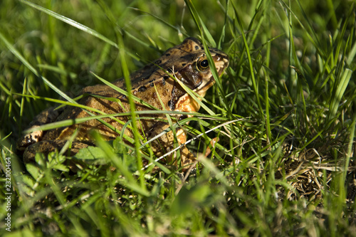 Rana temporaria, Frog jumping brown in the grass. The sun shines.