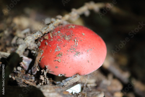 A close view of a Russula Emetica mushroom with its typical red cap on the ground of a forest