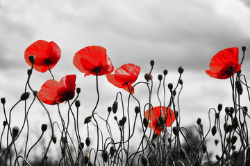 Crédence de cuisine Coquelicots Guts beautiful poppies on black and white background   © predrag