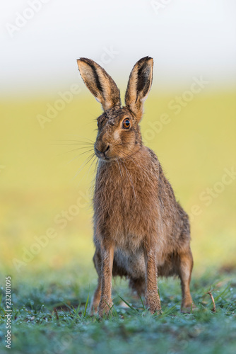 Brown Hare © Carl