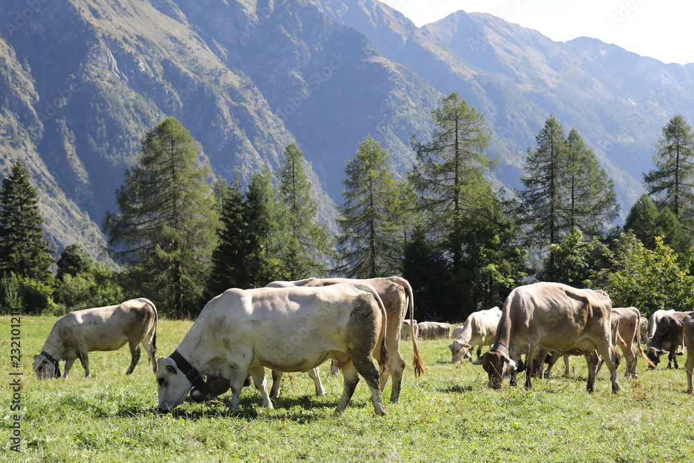 A herd of white, grey and brown cows with cowbells grazing in a green pasture during a sunny summer in Val d'Otro valley, in the Alps mountains, Italy