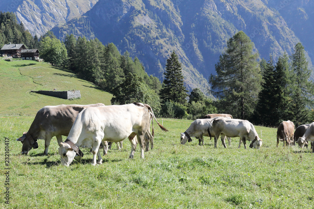 A herd of white, grey and brown cows with cowbells grazing in a green pasture during a sunny summer in Val d'Otro valley, in the Alps mountains, Italy A herd of white, grey and brown cows with cowbells grazing in a green pasture during a sunny summer in Val d'Otro valley, in the Alps mountains, Italy