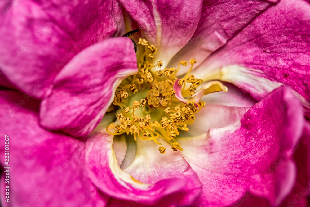 Small pink flower core in close up Small pink flower core in close up