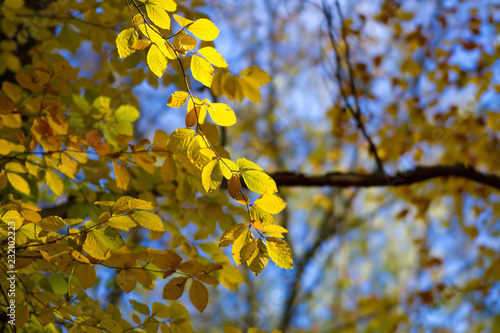 Leuchtend gelbes Herbstlaub im Wald