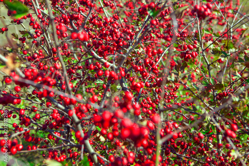 autumn red berries background