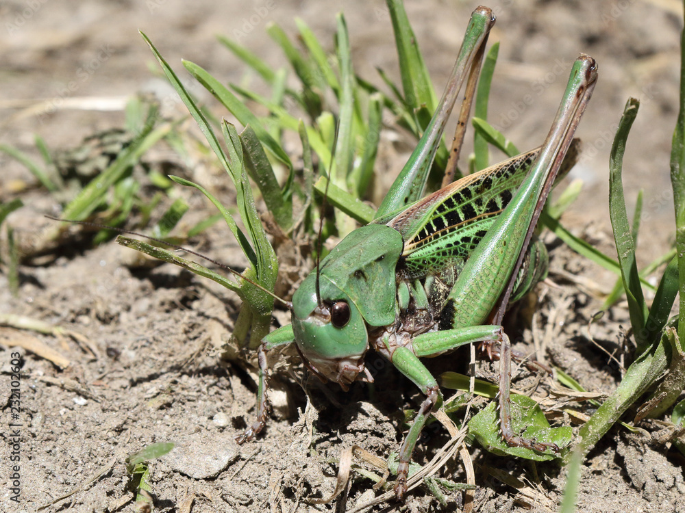 A green and black grasshopper camouflaging itself in the grass over the ground, shot from front side, during a sunny day in summer A green and black grasshopper camouflaging itself in the grass over the ground, shot from front side, during a sunny day in summer