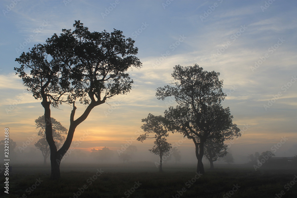 tree at sunset