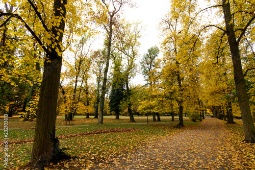 Baumschönheiten, Indian Summer, Schönheit des Herbstes in Wald und Park, Spätsommer, wundervolle Farben, weiches, stimmungsvolles Licht :)
