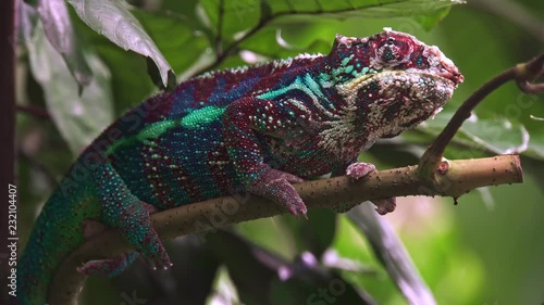 Camouflaged blue red white Chameleon (Chamaeleonidae)