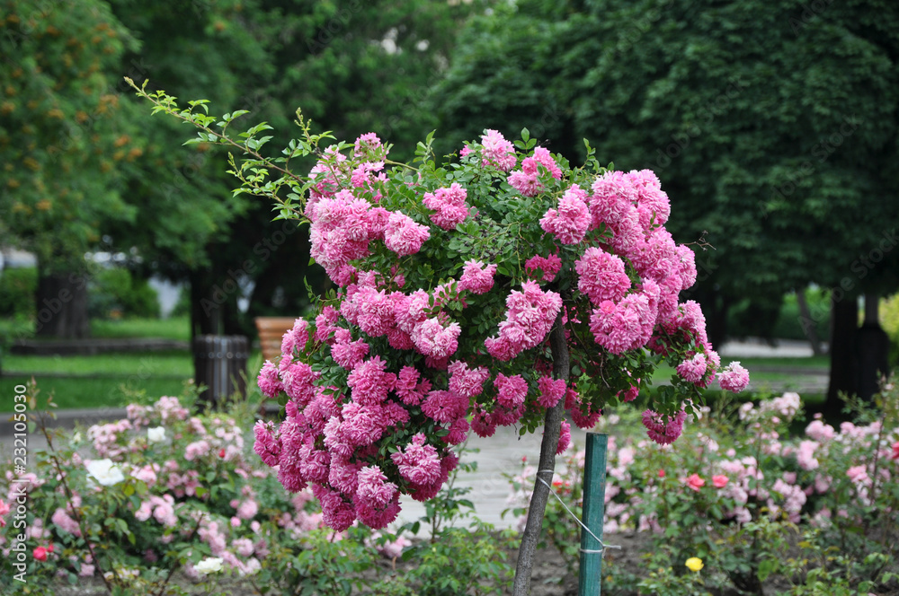 Tilted rose tree in the park