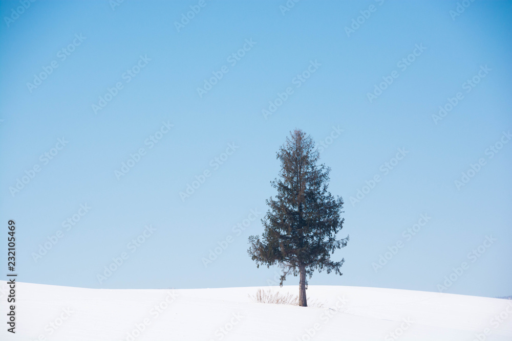 Fototapeta premium 丘の上の松の木と青空 美瑛町