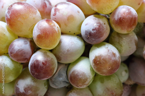 A close view of some red and green grapes still on its stalk and partially covered with the typical pruinescence photo