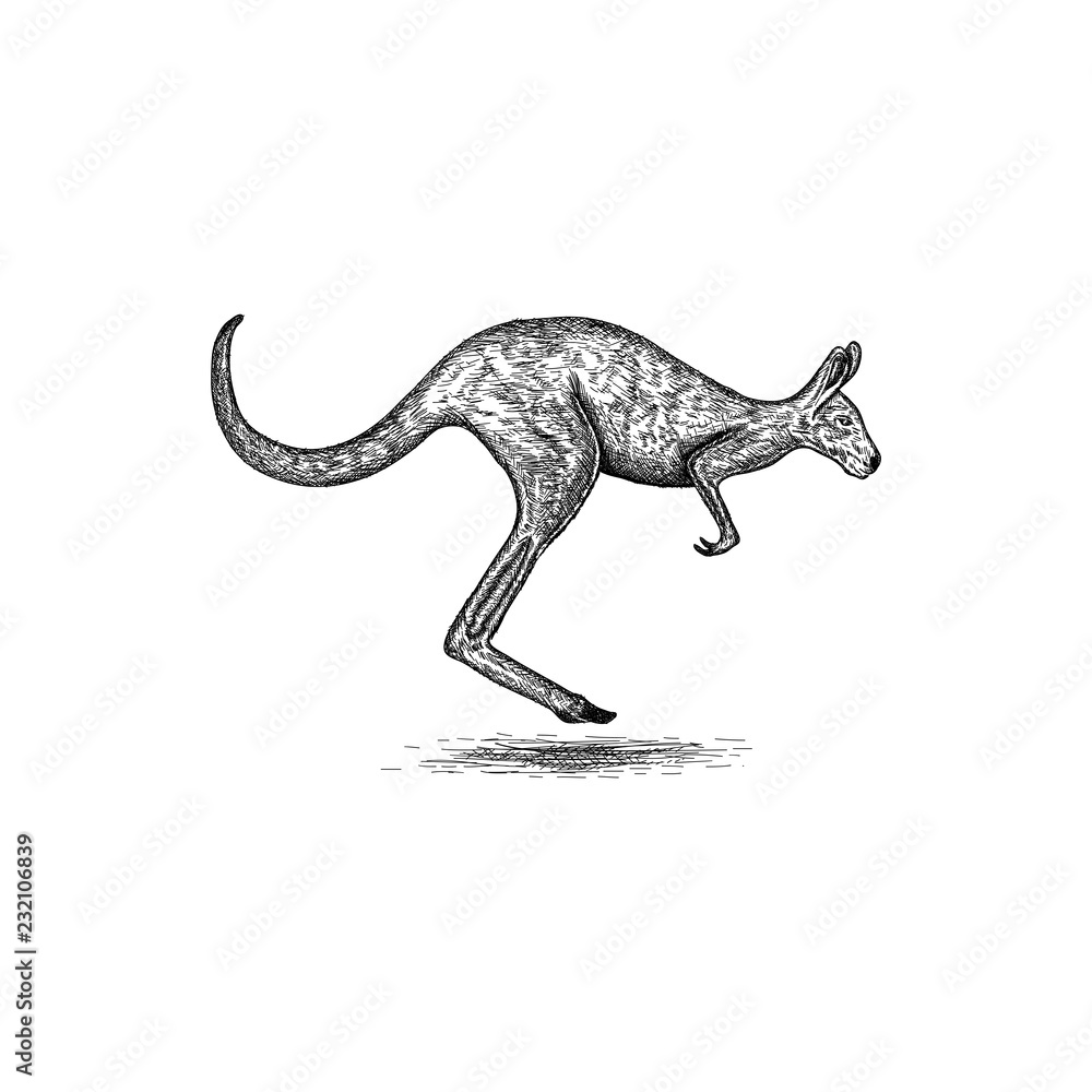 Hand drawn kangaroo logo design inspiration Hand drawn kangaroo logo design inspiration