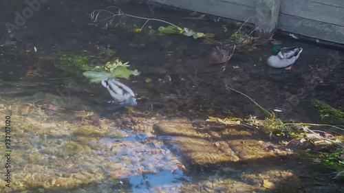 Ducks having a wash in the river.  These ducks are washing in the River Stour in Canterbury Kent. photo