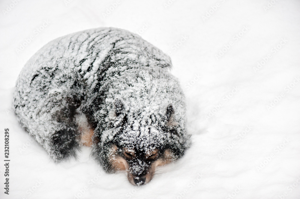 Obraz premium Finnish Lapphund sleeping in snowfall