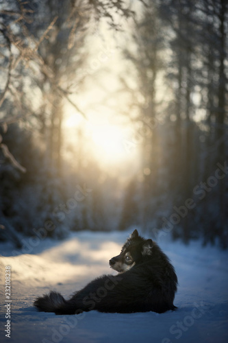 Finnish Lapphund in snowy winter landscape looking at camera.