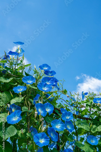 夏の日差しと青い朝顔