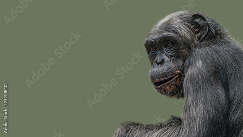 Portrait of curious wondered Chimpanzee at smooth uniform background, extreme closeup, details, paste space © neurobite