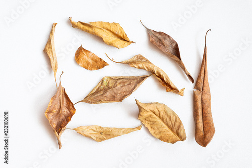 Brown dead leaves on white background