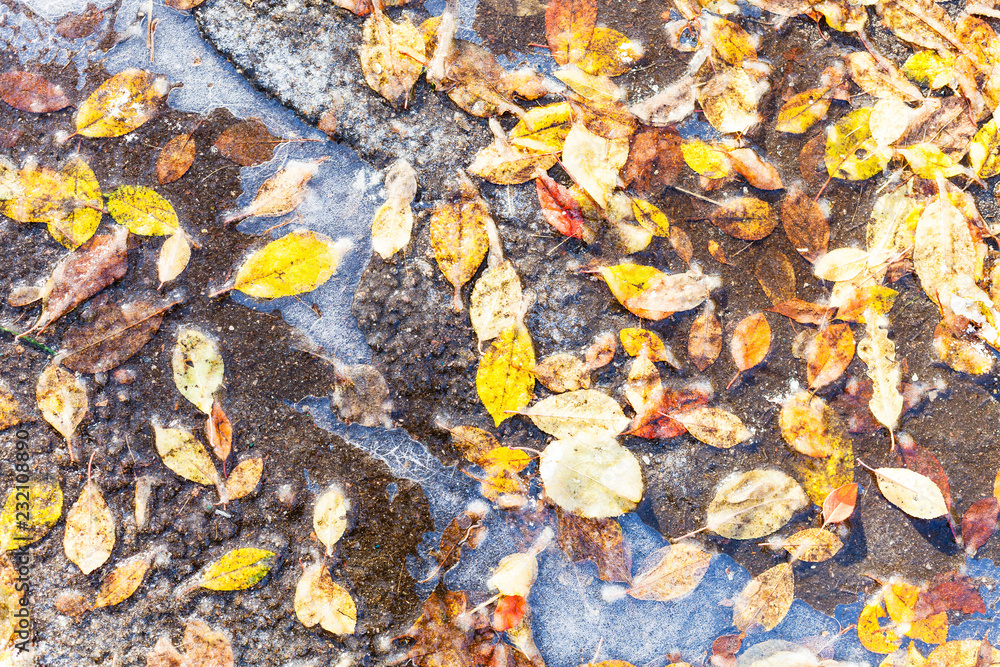various fallen leaves frozen in puddle on road various fallen leaves frozen in puddle on road